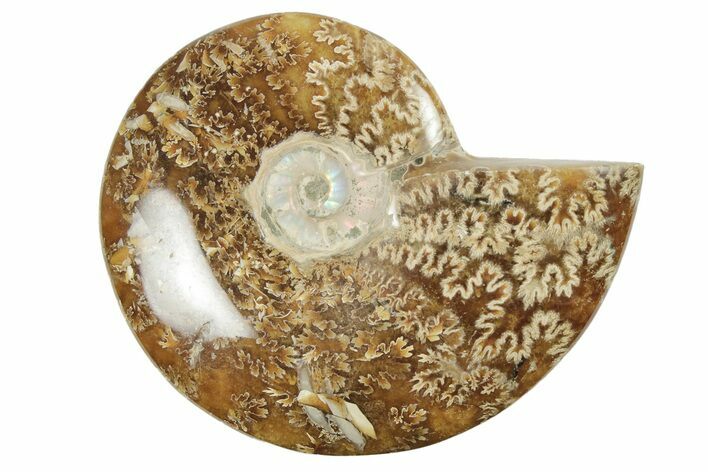 5.2" Polished Ammonite Fossil - Madagascar